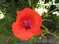 Coquelicot (Photo F. Mrugala)